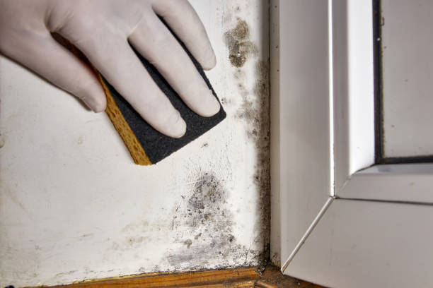 Best Mold Documentation for Insurance Claims  in Pines Lake, NJ